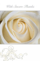 CARD SET SYMPATHY THANK YOU OZCORP 95X140 CREAM ROSE 10CARDS/ENV